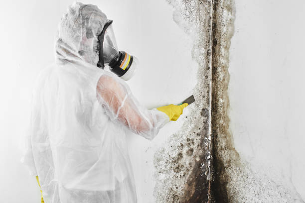 Best Mold Testing  in Blue Ridge, GA