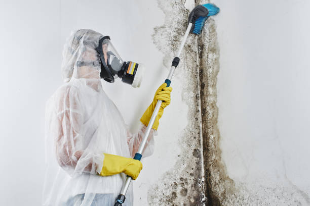 Best Commercial Mold Removal  in Blue Ridge, GA
