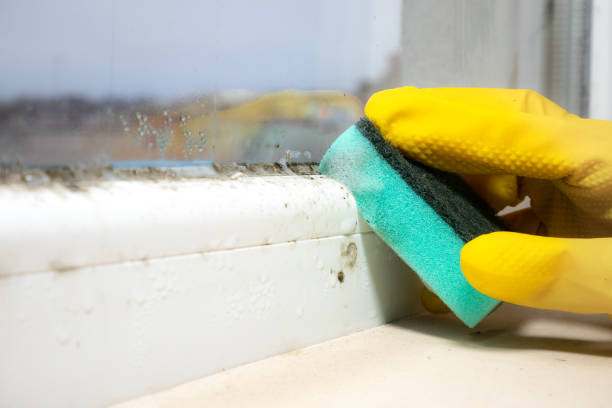 Best Mold Removal Company Near Me  in Blue Ridge, GA