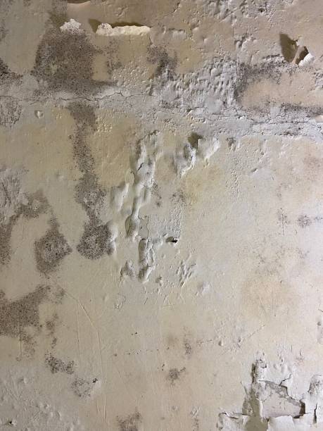 Mold Removal and Inspection in Blue Ridge, GA