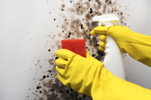Best Mold Damage Repair  in Blue Ridge, GA