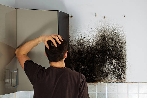 Attic Mold Removal in Blue Ridge, GA