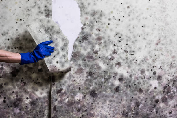 Best Mold Removal and Inspection  in Blue Ridge, GA