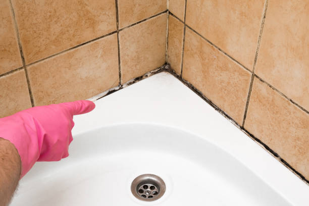 Best Home Mold Removal  in Blue Ridge, GA